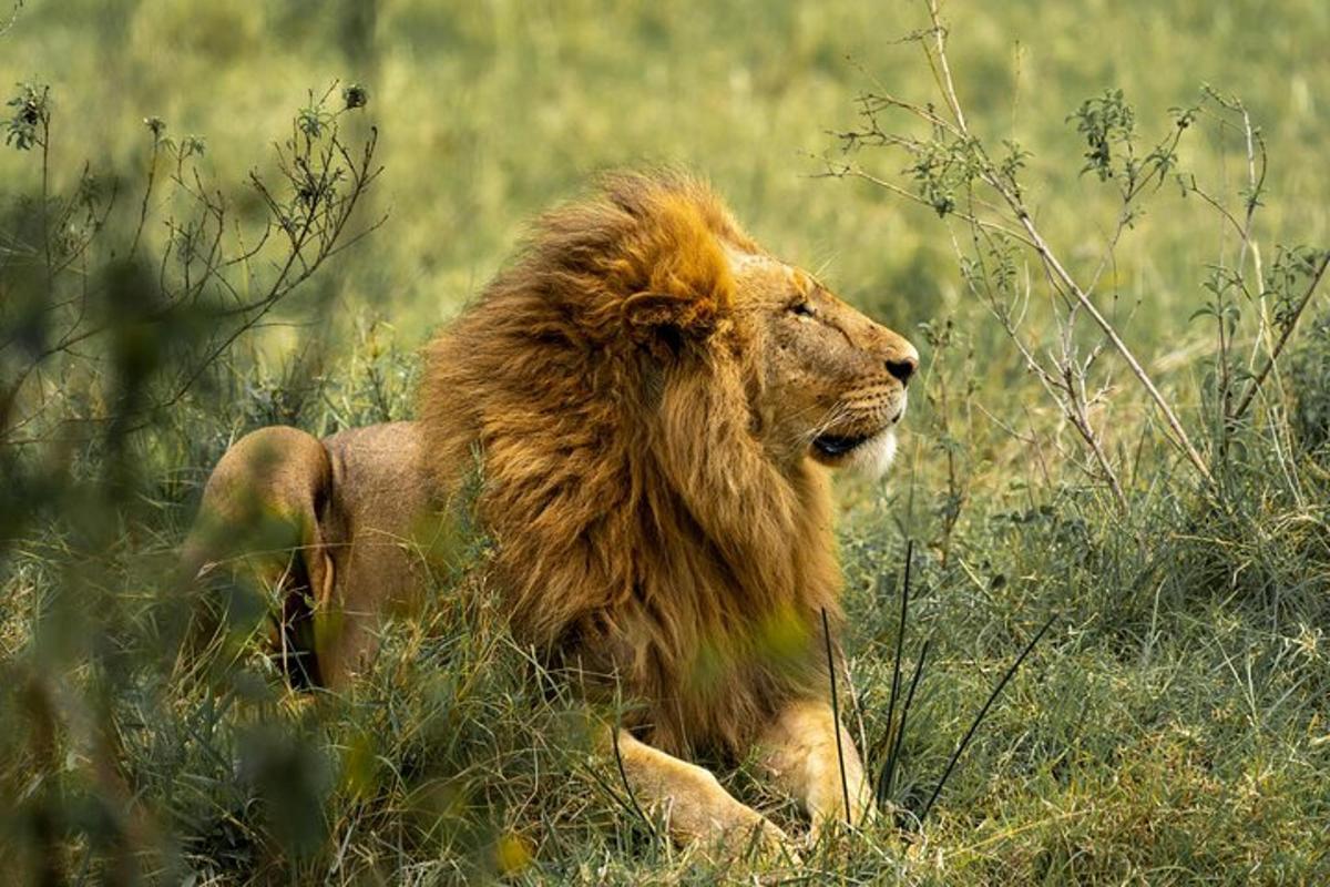 un leone sdraiato sull'erba in un campo