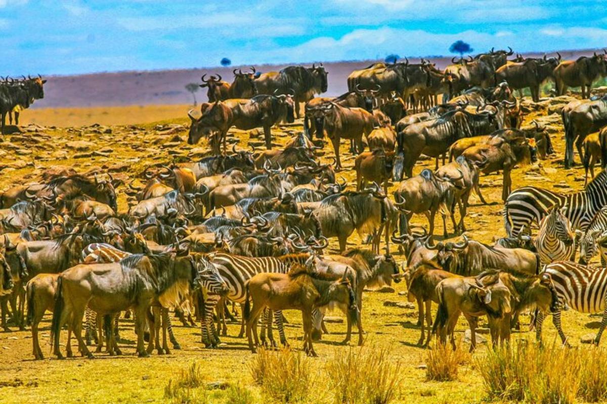 een kudde zebra's en andere dieren in een veld