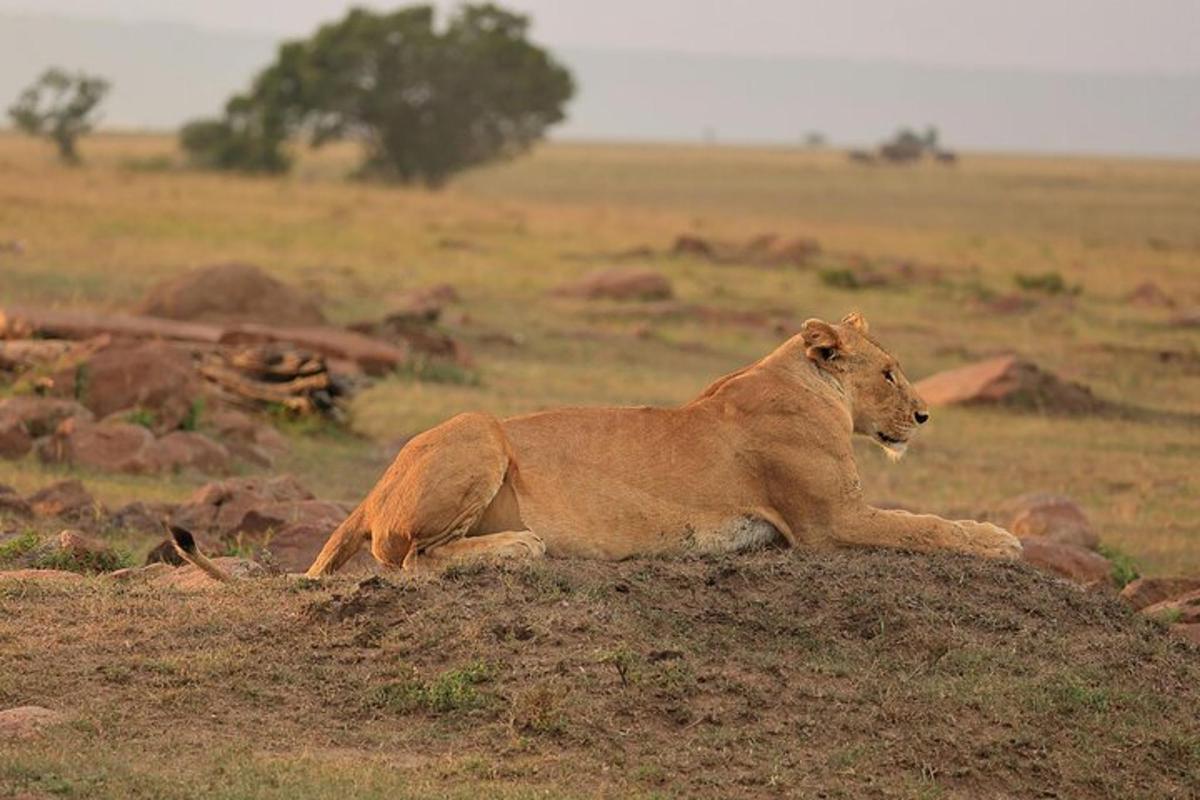 un leone sdraiato su una collina in un campo