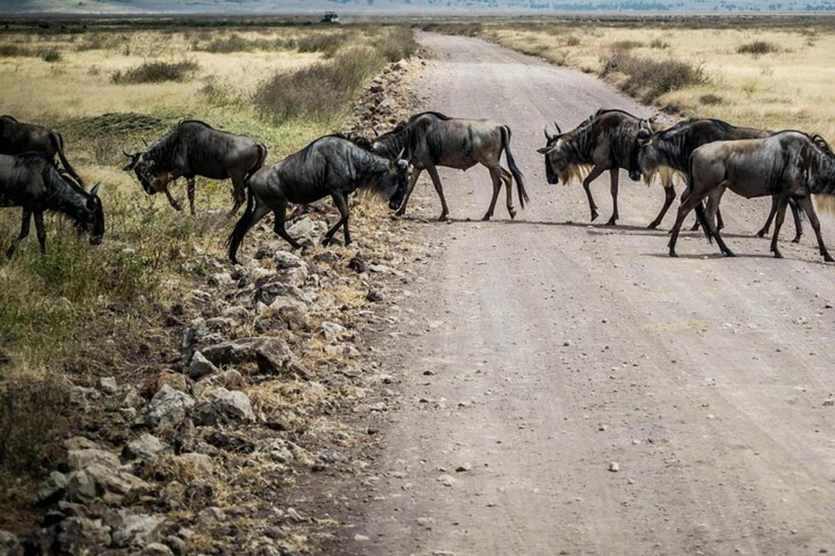 una mandria di animali selvatici che attraversa una strada sterrata