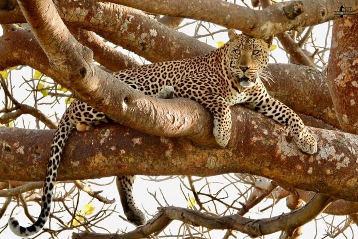 leopard sedící na větvi stromu