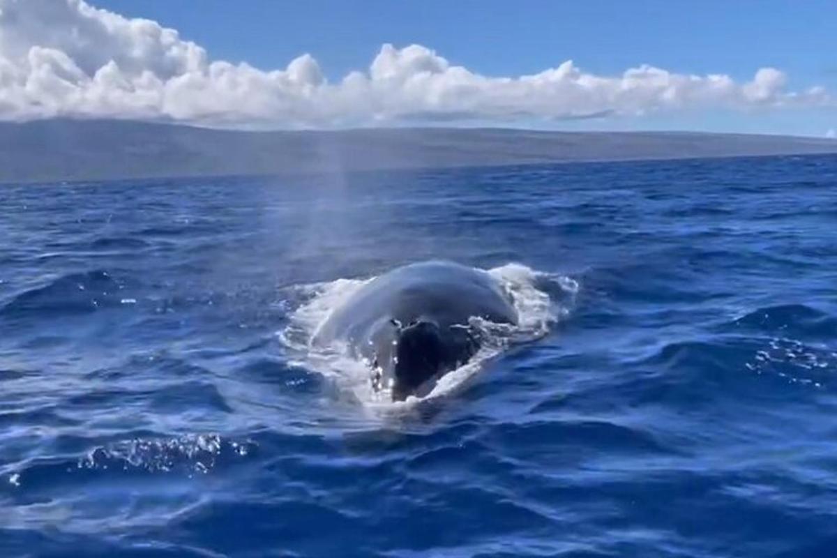 um golfinho na água do oceano