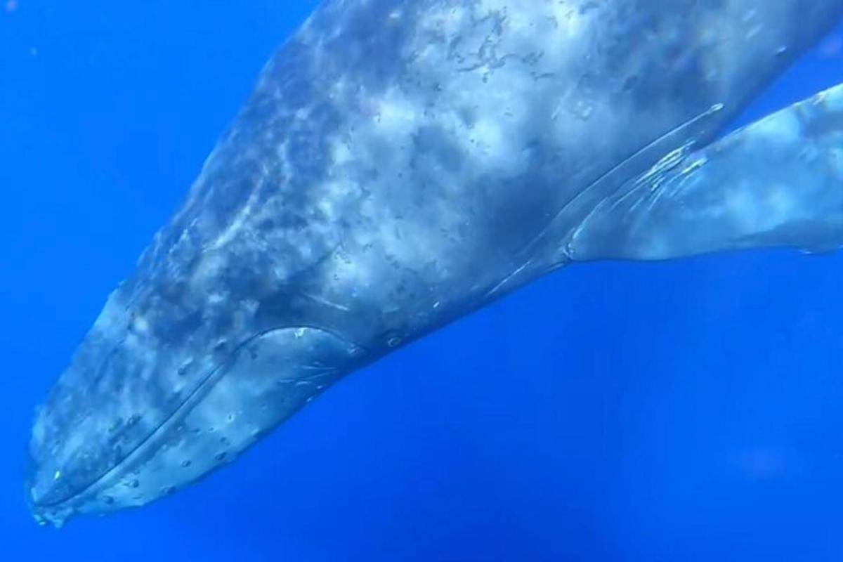 una ballena azul nadando en el agua