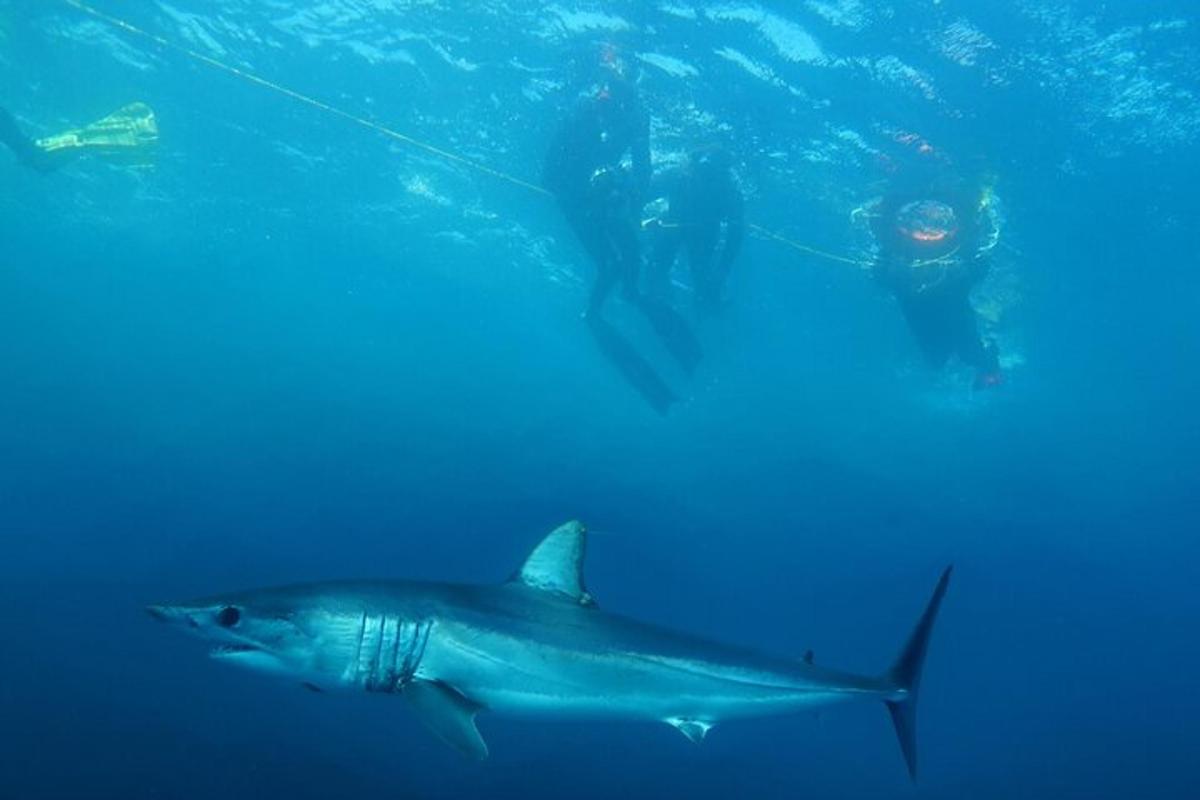 un tauró nedant a l'oceà amb un bussejador
