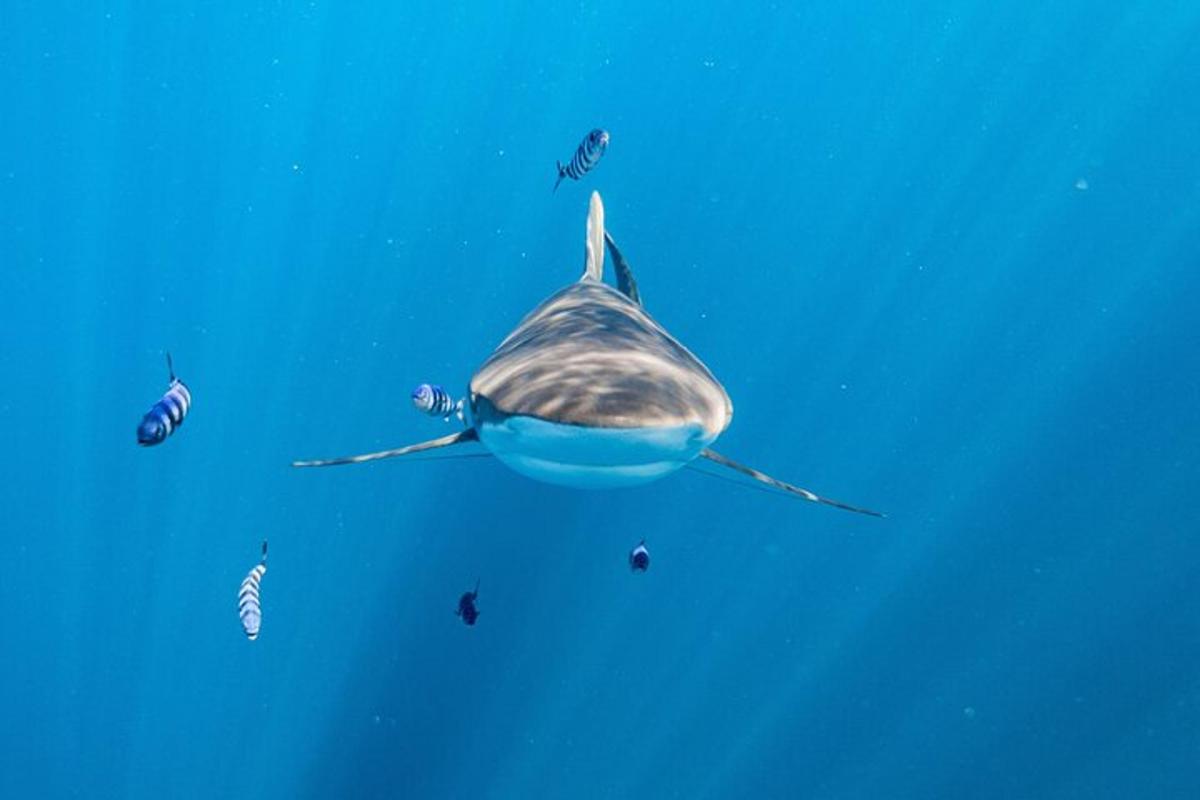 un tauró balena nedant a l'oceà amb altres animals