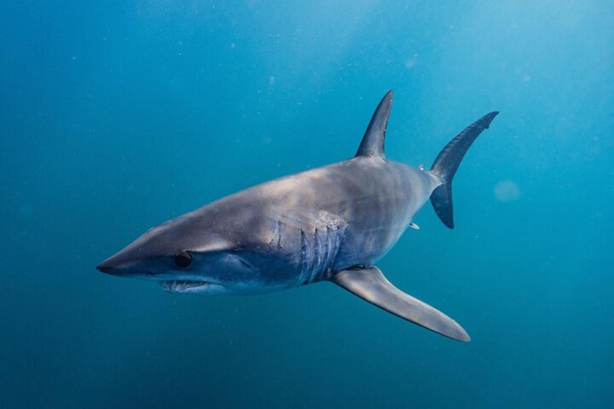 um tubarão nadando na água do oceano