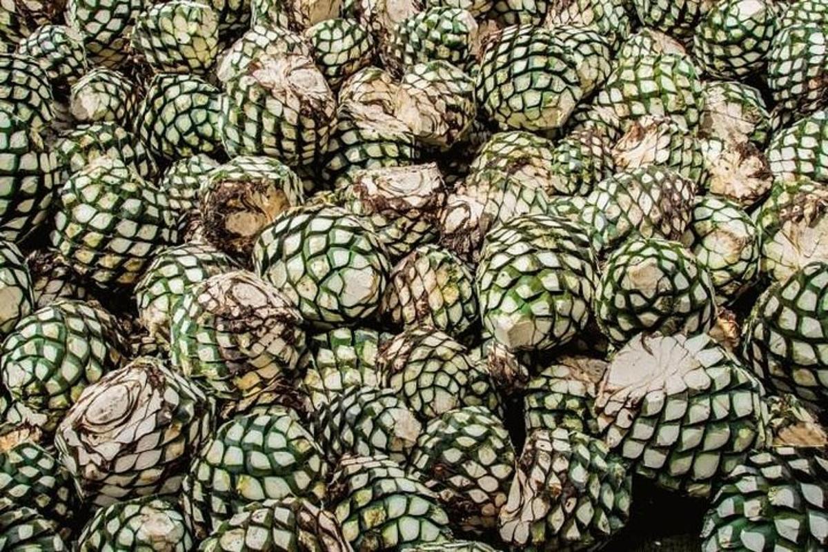 longgokan beg kobis hijau dan putih