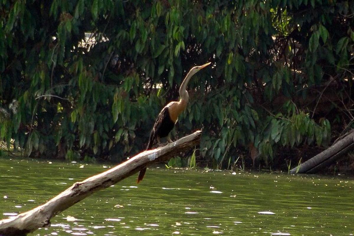 a bird standing on a log in the water