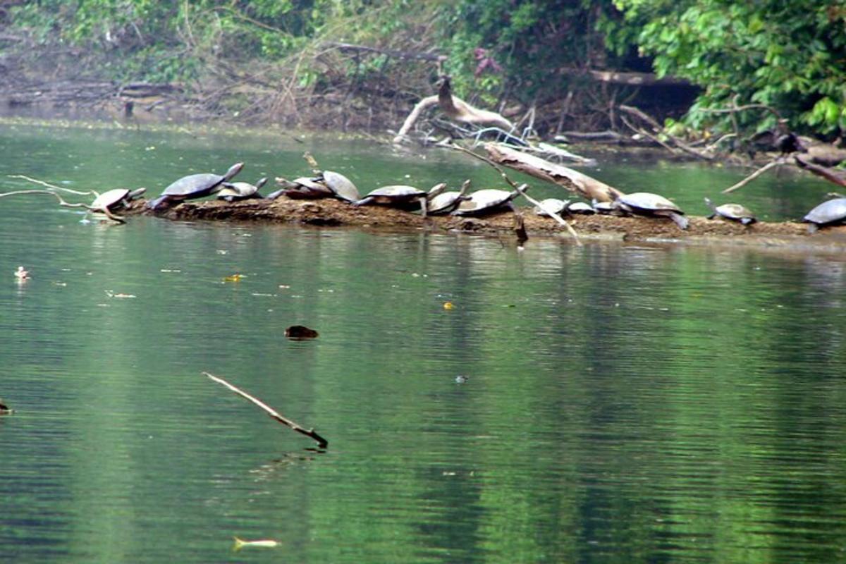 a group of birds sitting on a branch in the water