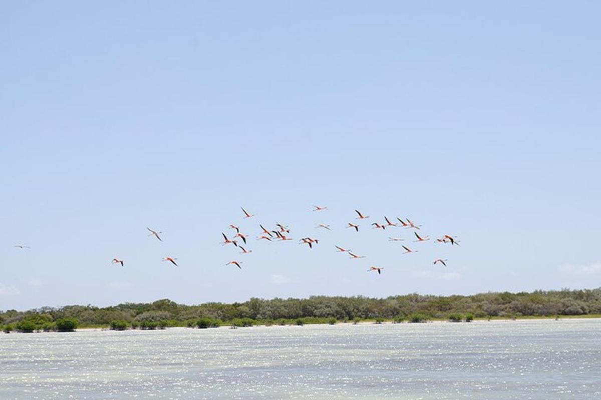 a flock of birds flying over a body of water