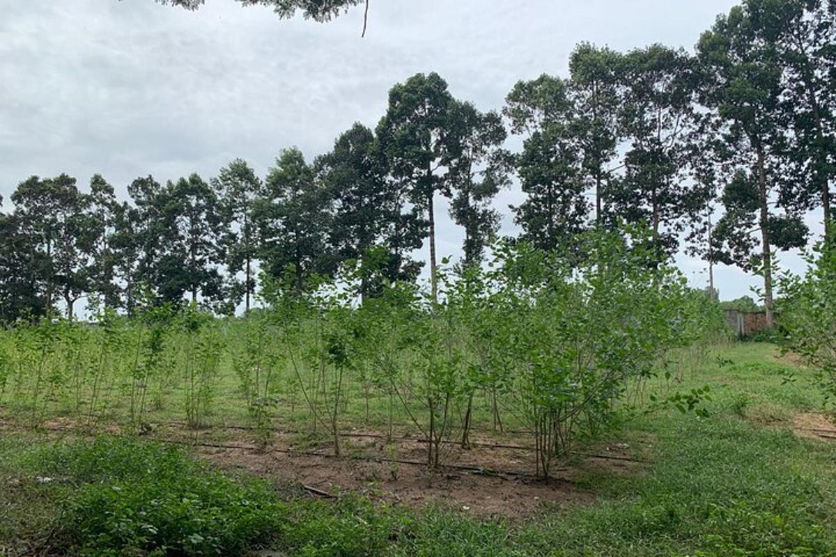 sekelompok pohon di ladang dengan tanaman