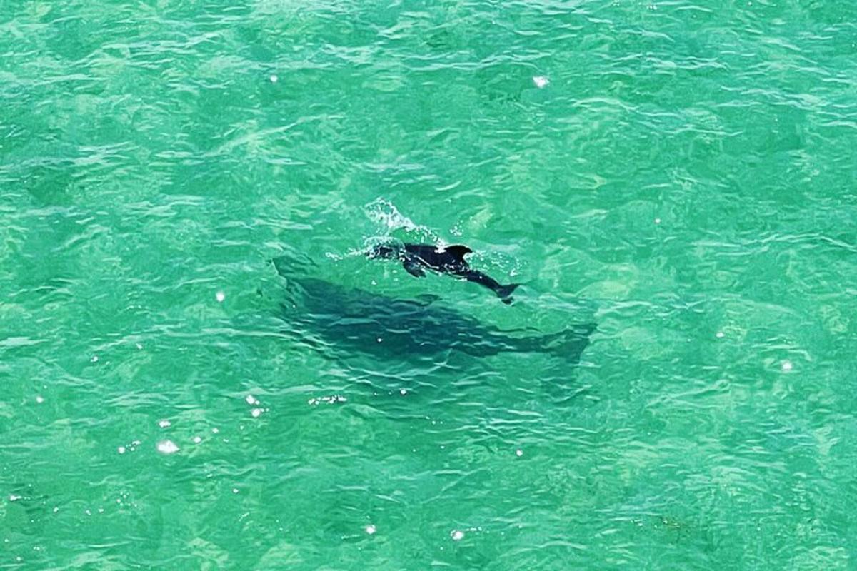 seseorang yang berenang di dalam air di lautan