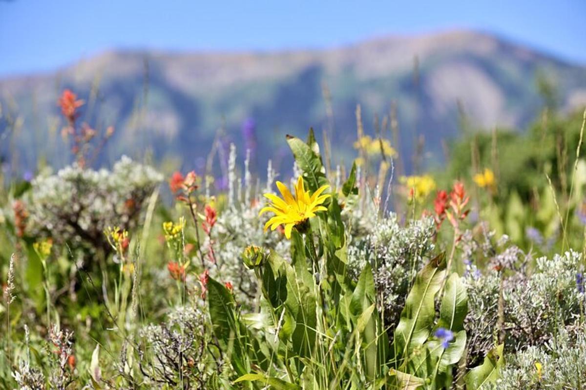 um campo de flores com montanhas ao fundo