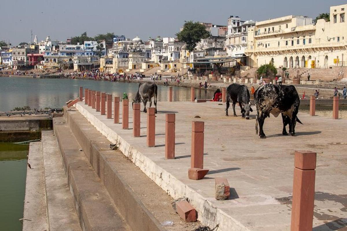 a group of cows walking on a sidewalk near the water