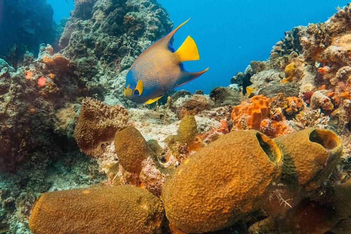 two fish swimming in the ocean on the reef