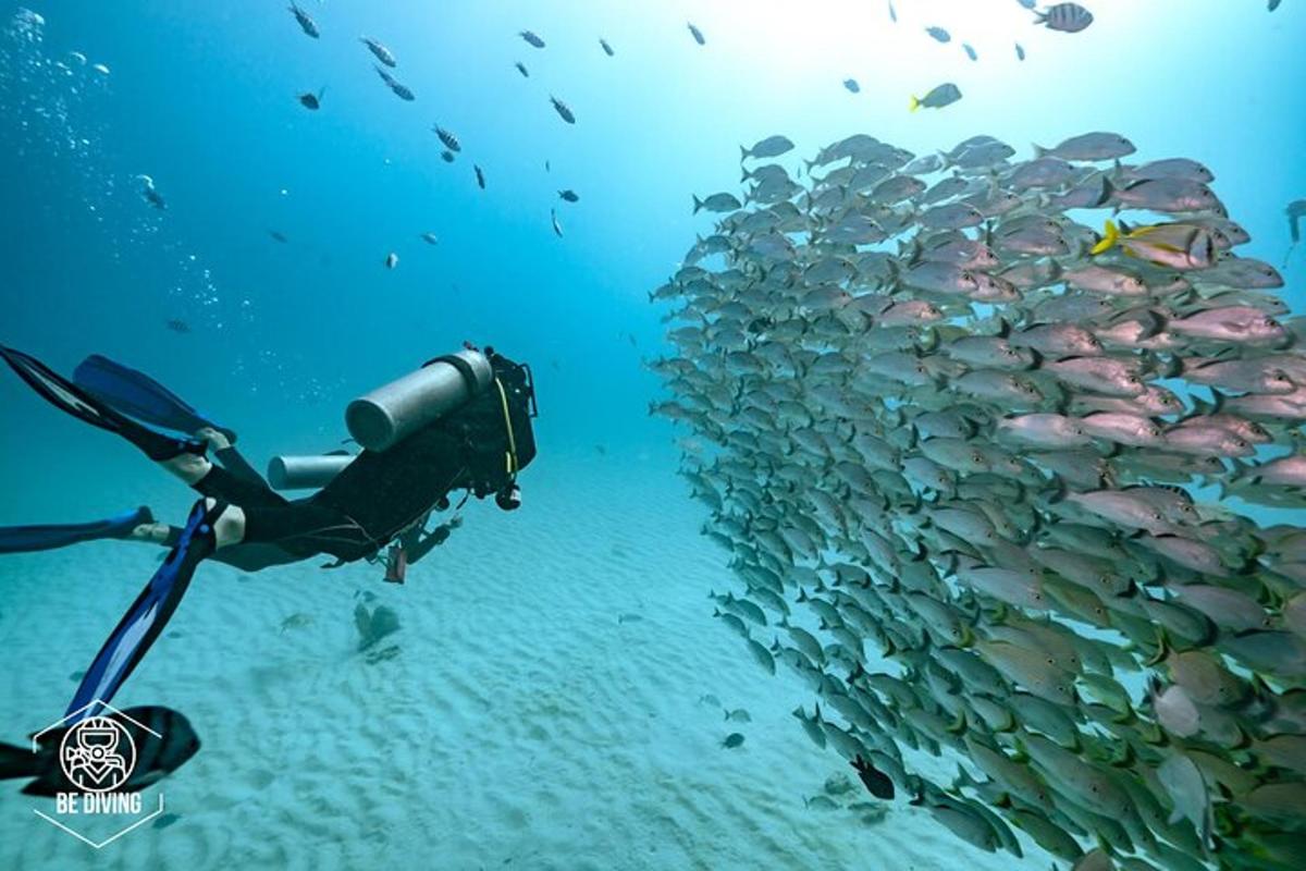eine große Gruppe von Fischen im Wasser mit einer Kamera