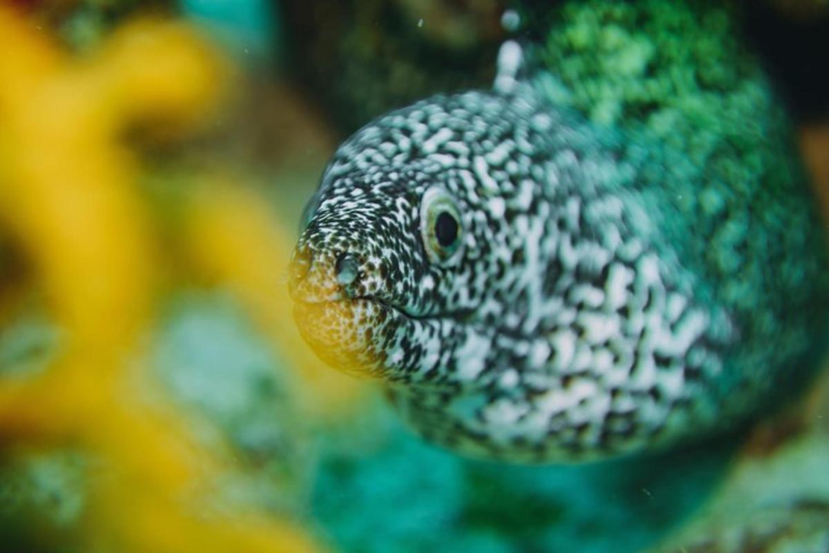 un primo piano di un pesce verde e bianco