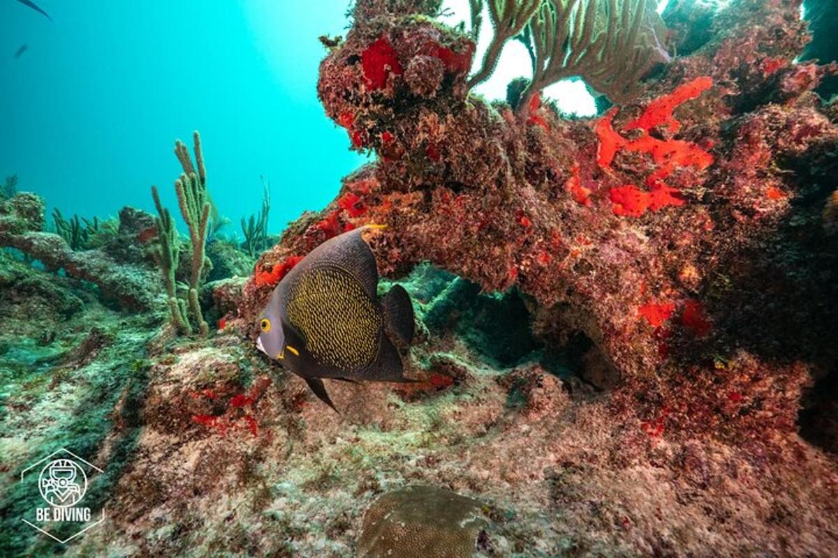 un pesce è seduto su una barriera corallina