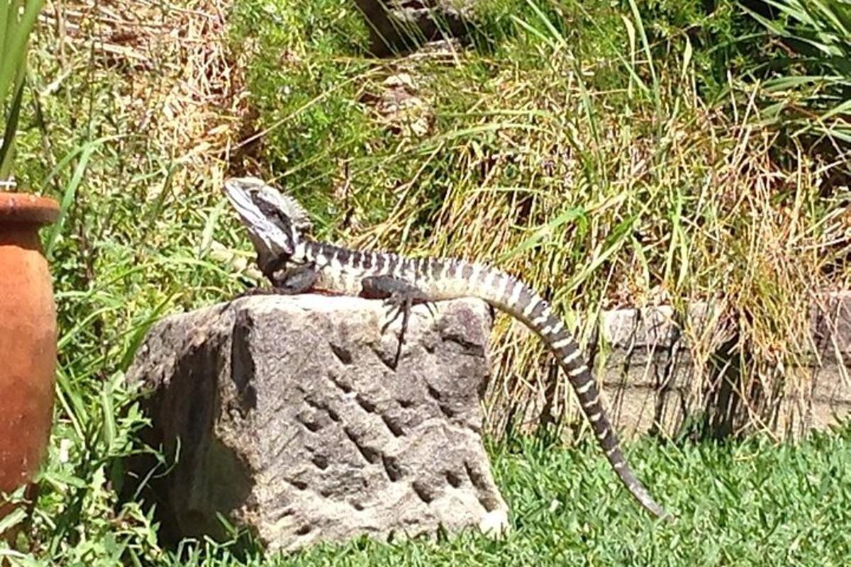una lucertola seduta in cima a una roccia