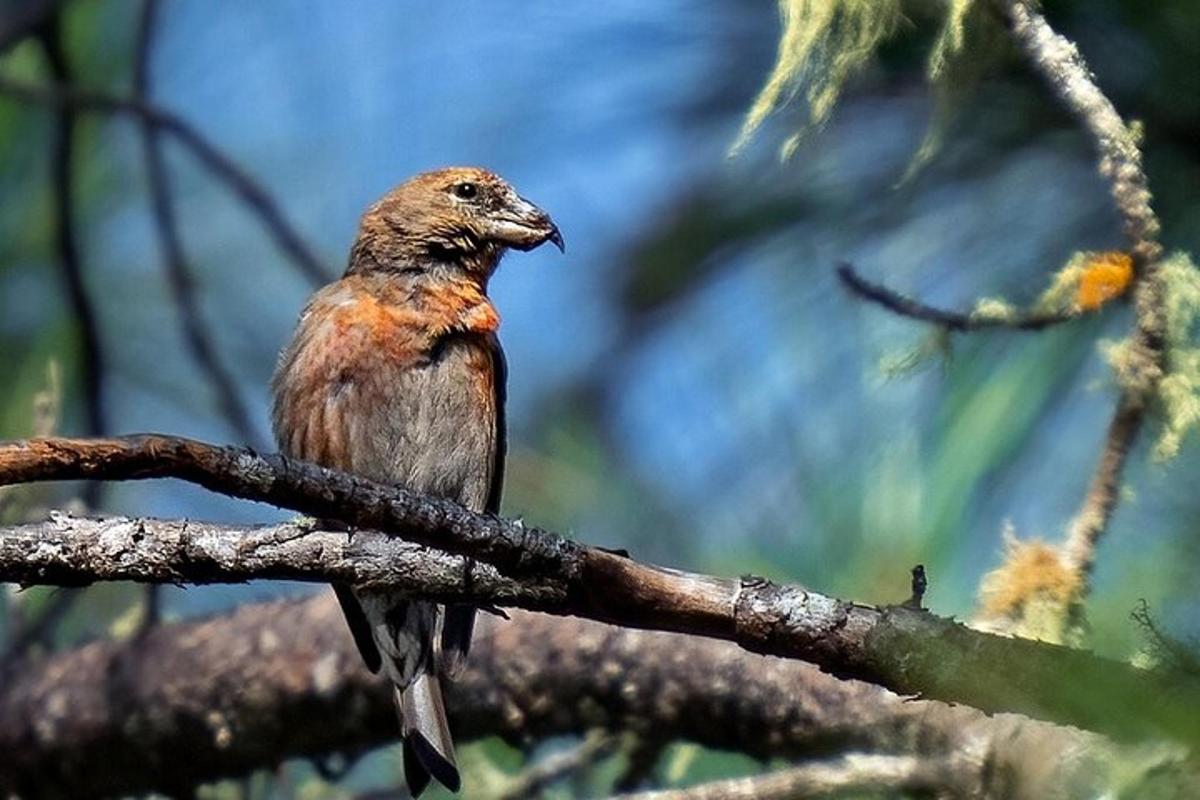 a bird perched on top of a tree branch