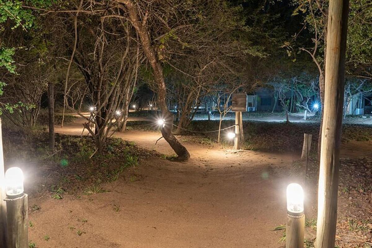 en park om natten med lys i trærne