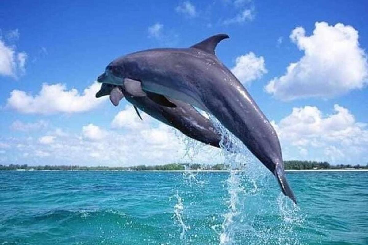 seekor ikan lumba-lumba melompat keluar dari air