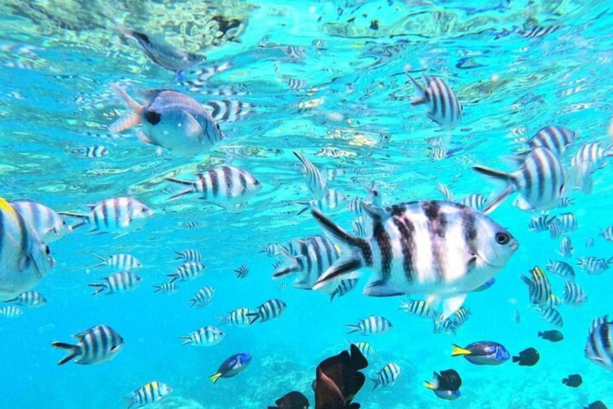 eine Gruppe von Fischen, die im Wasser schwimmen