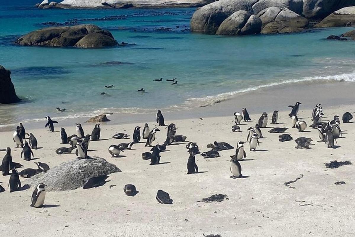 o grămadă de pinguini stând pe o plajă