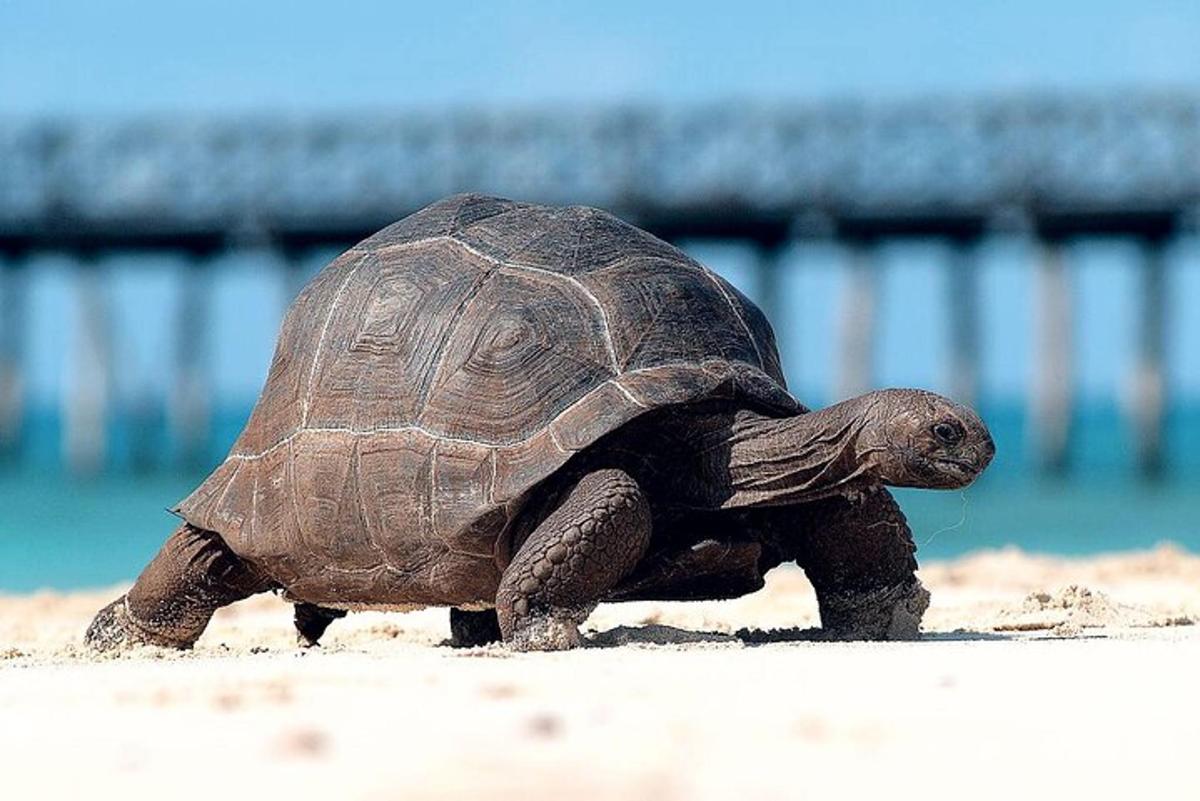 una tartaruga che cammina sulla sabbia vicino all'acqua