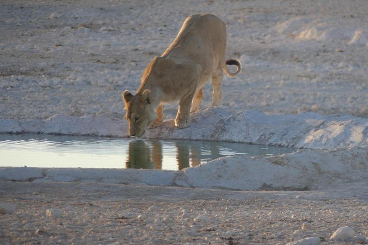 a cow drinking from a pool of water