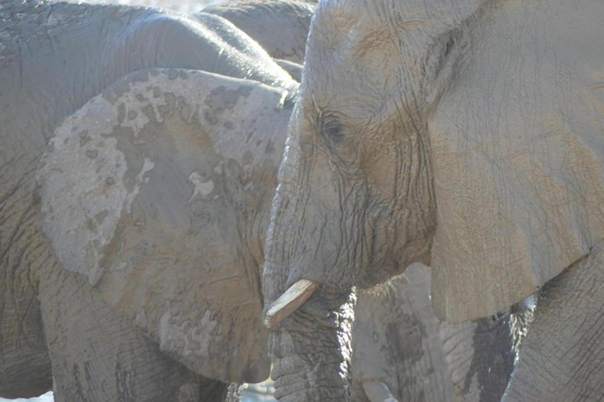 a close up of the face of an elephant