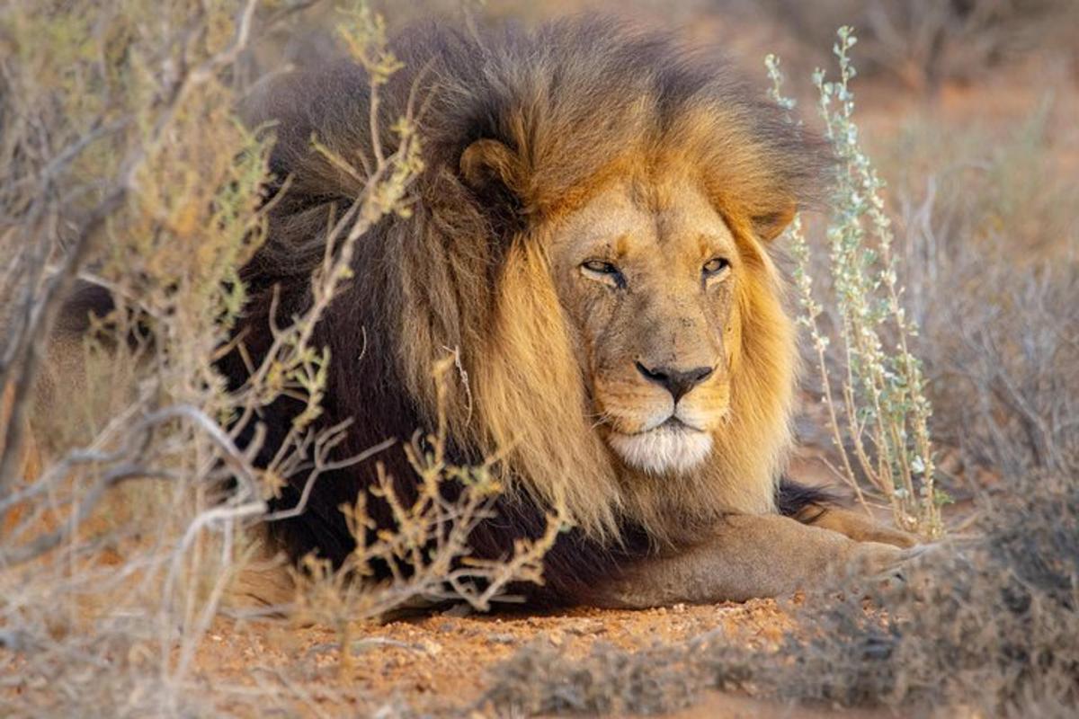 a lion laying on the ground in the dirt