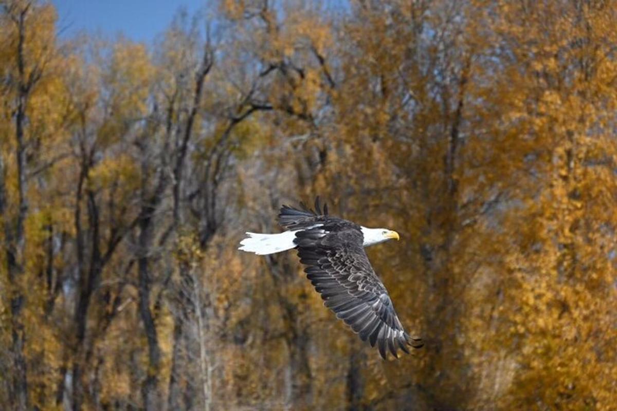 Un pájaro volando en el aire con árboles al fondo.