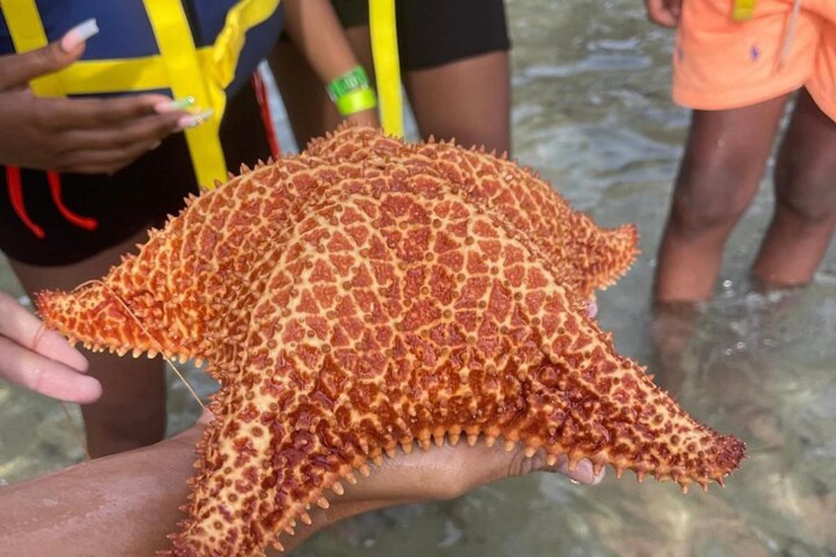 una persona che tiene una stella marina in mano vicino all'acqua