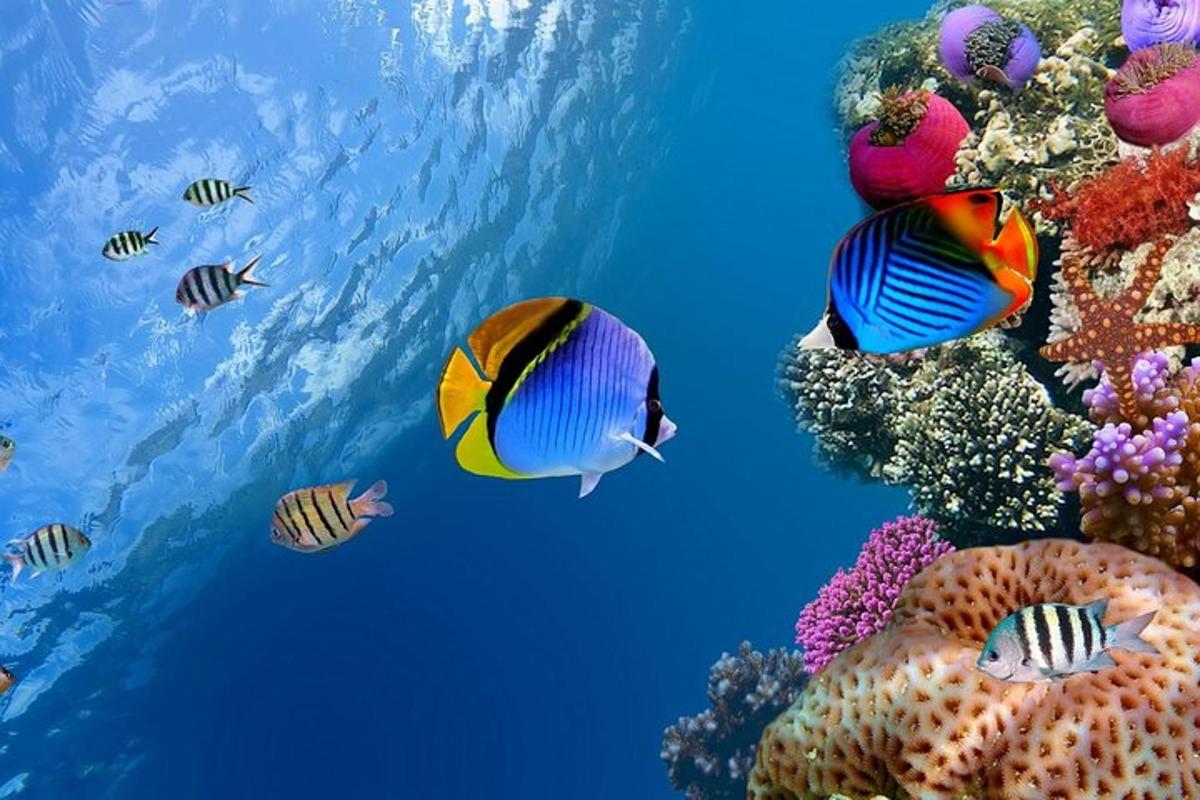 sekumpulan ikan berenang di sekeliling terumbu karang