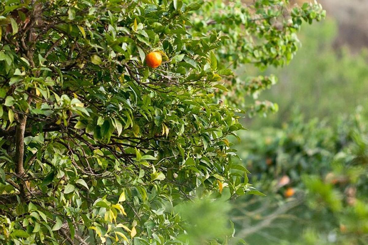 una taronja penja d'un arbre