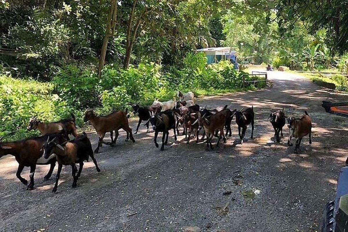 egy lócsordát fut végig egy földúton