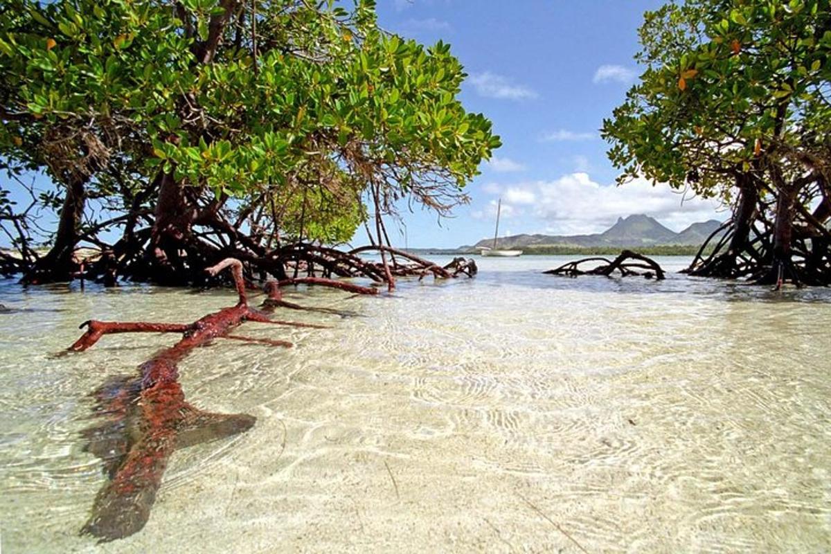 een groep bomen in het water op een strand