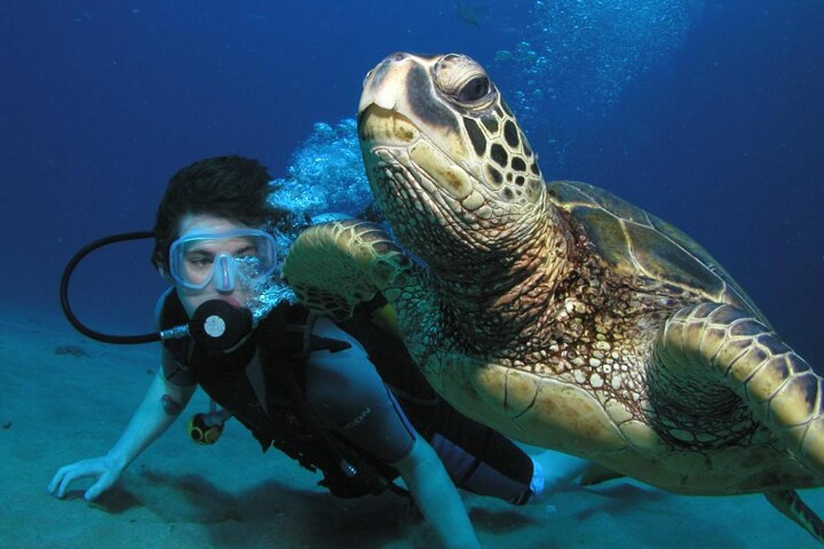 a person with a turtle in the water