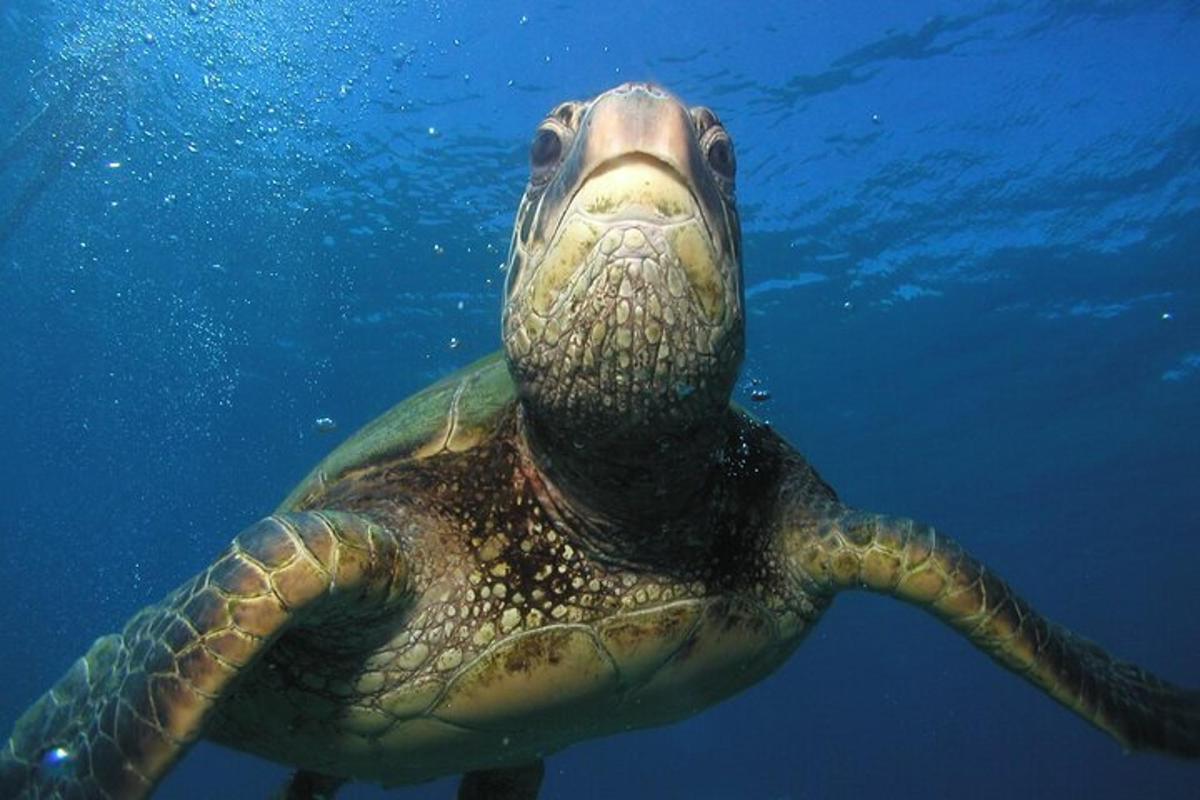 a green sea turtle swimming in the water