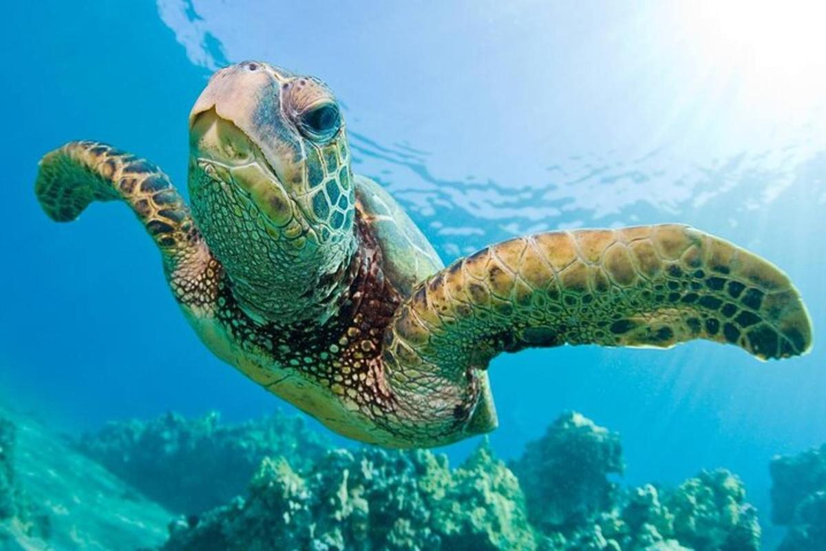 uma tartaruga marinha verde nadando no oceano
