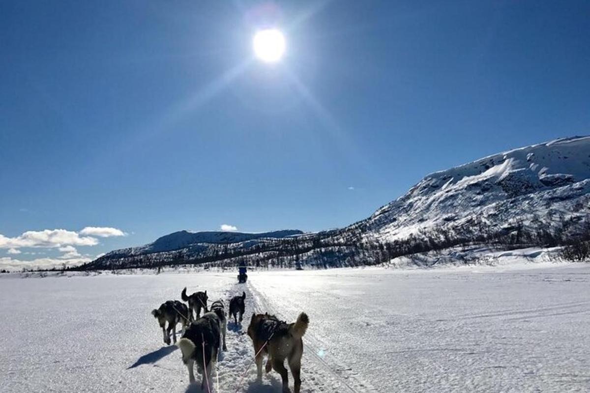 un gruppo di cani che camminano nella neve