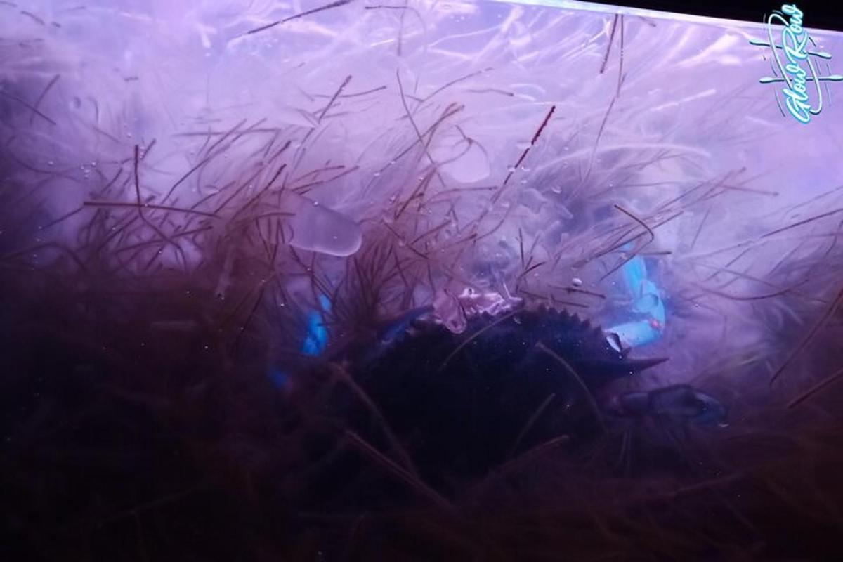 eine Person unter Wasser in einem Tank mit Gras