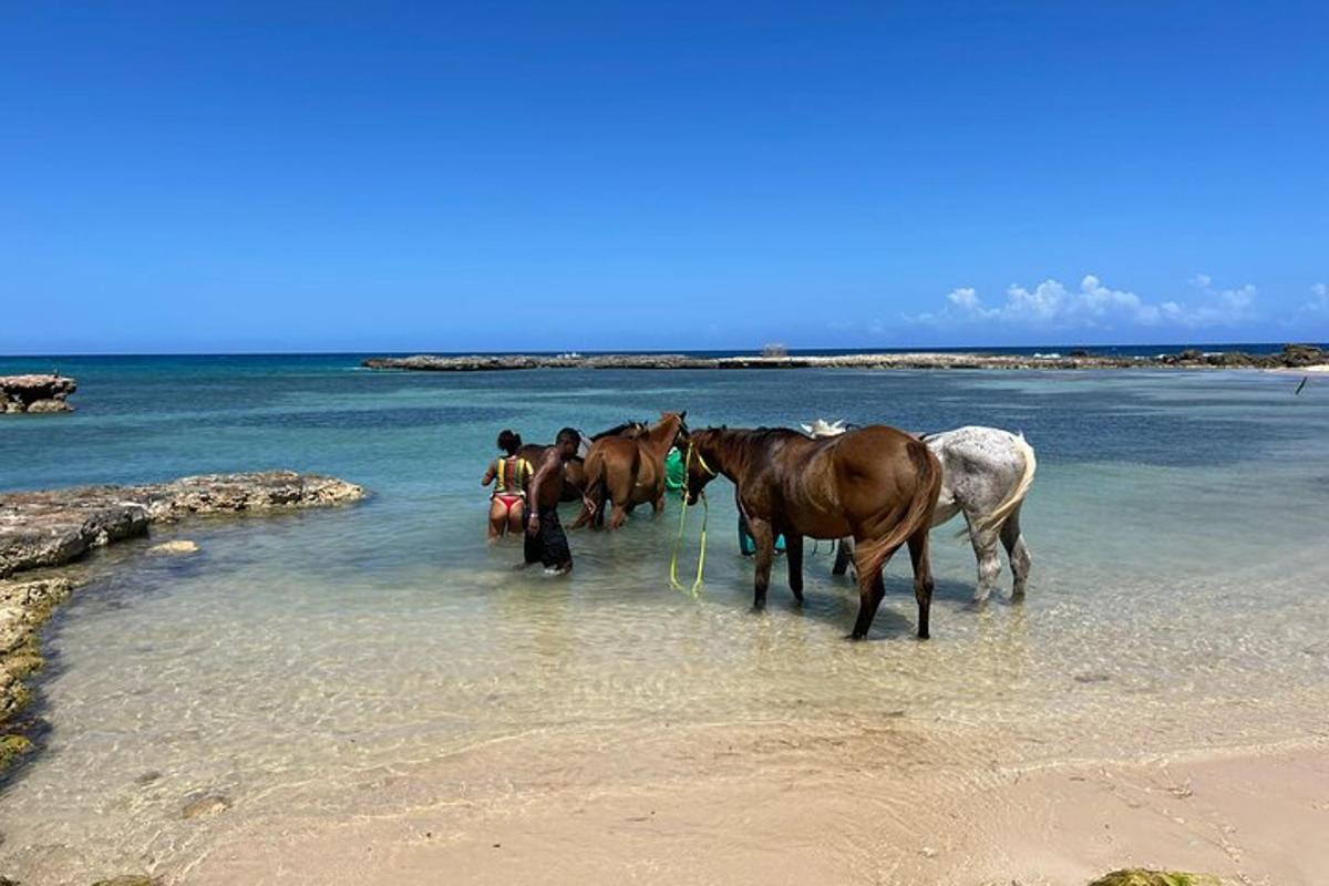 a group of horses standing in the water on a beach
