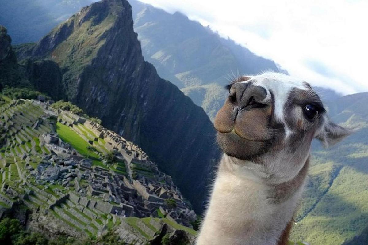 un lama debout au sommet d'une montagne