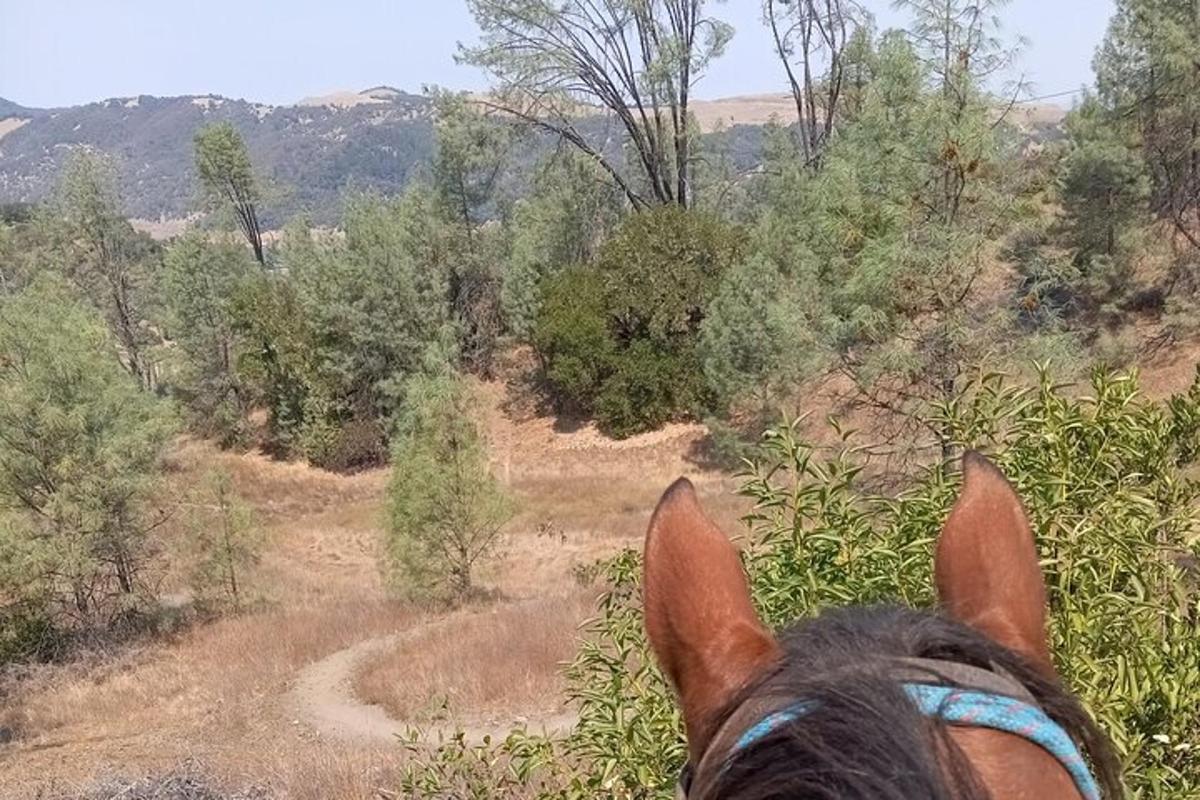 a horse standing on a trail in a field