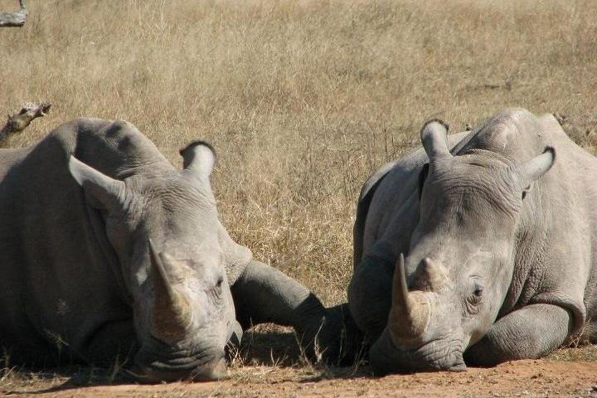 two rhinos laying on the ground in a field