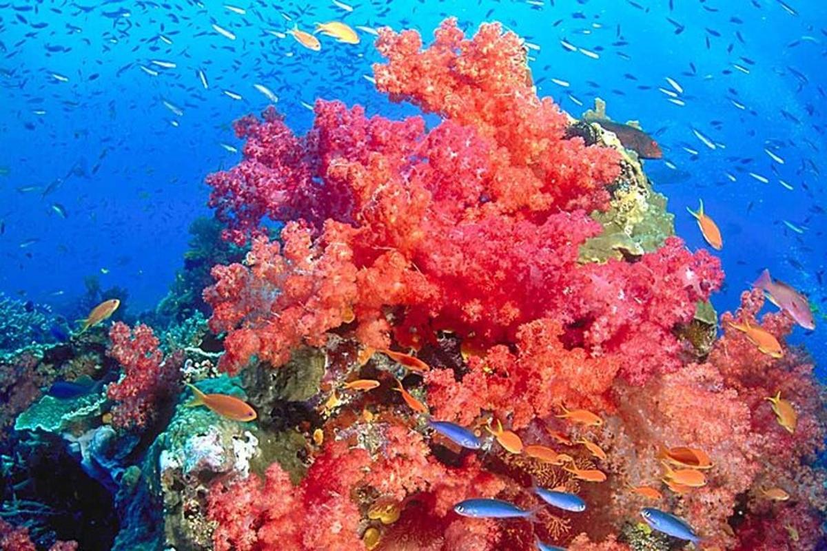 barvit koralni greben z ribami v oceanu