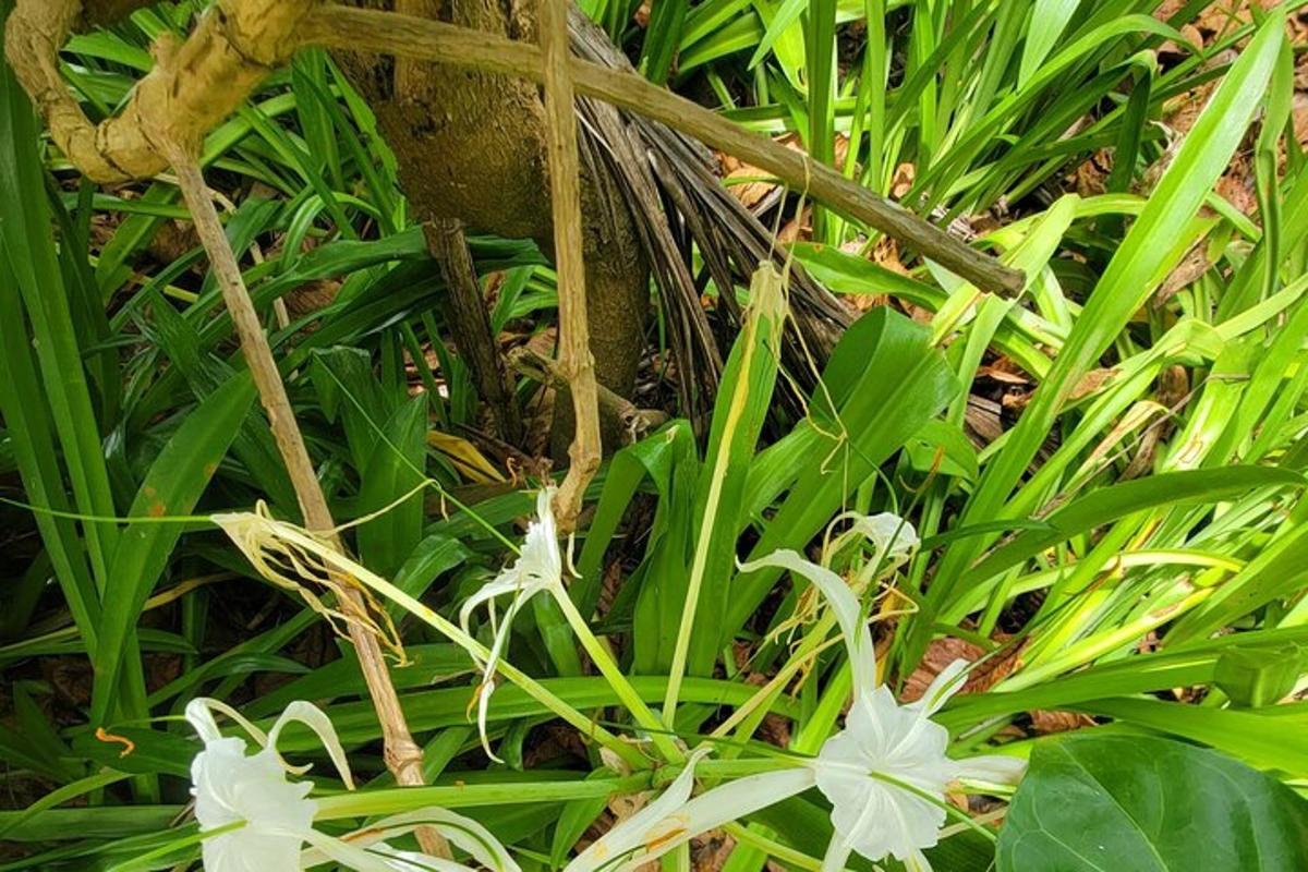 un gruppo di fiori bianchi nell'erba