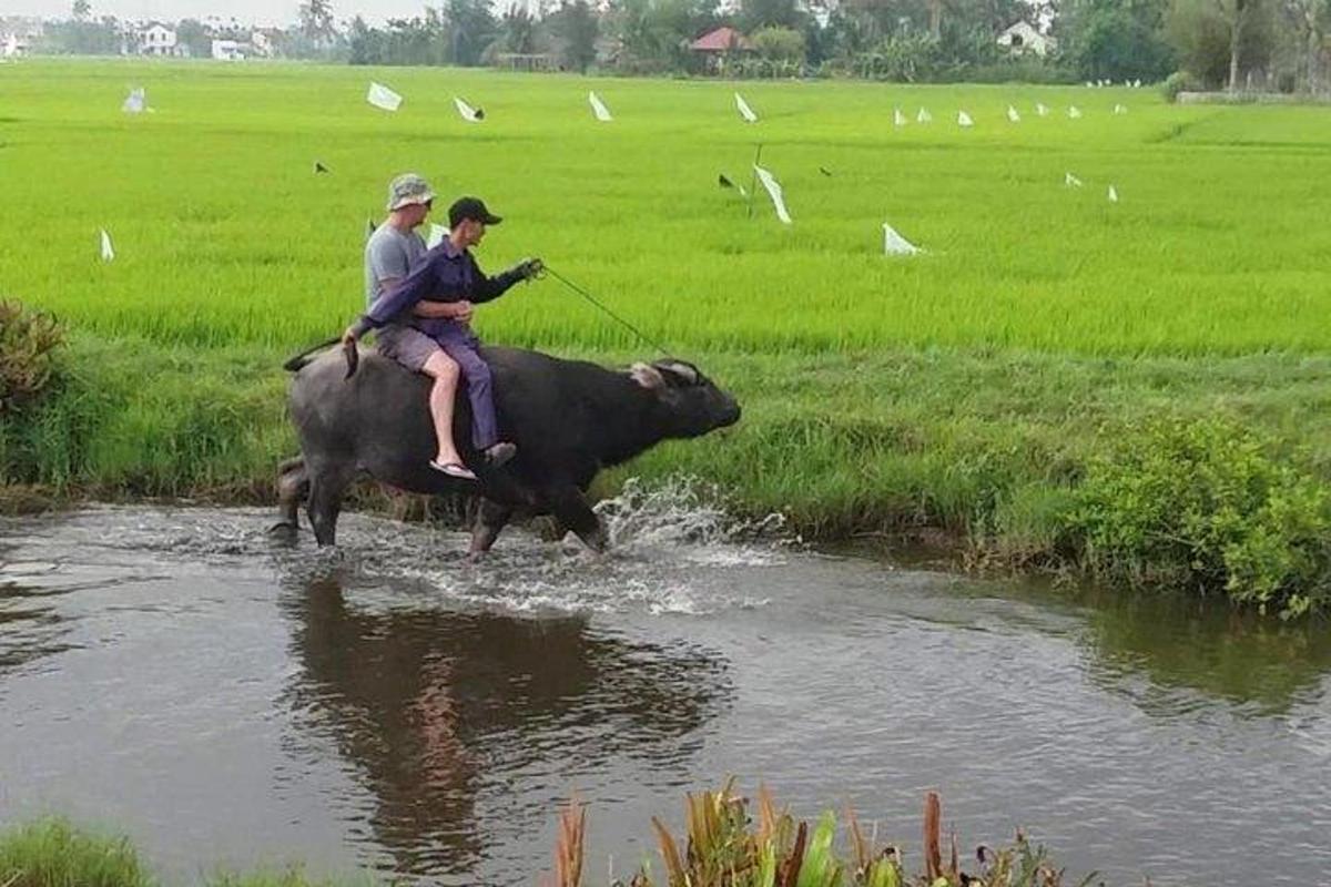 dva lidé jedou na krávě a překračují řeku